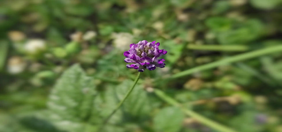 Bakuchiol: The Gentle Scalp Care Solution