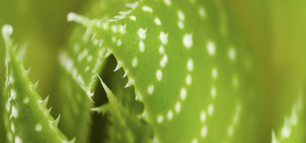 Glowing Skin Secrets for a Radiant Morning