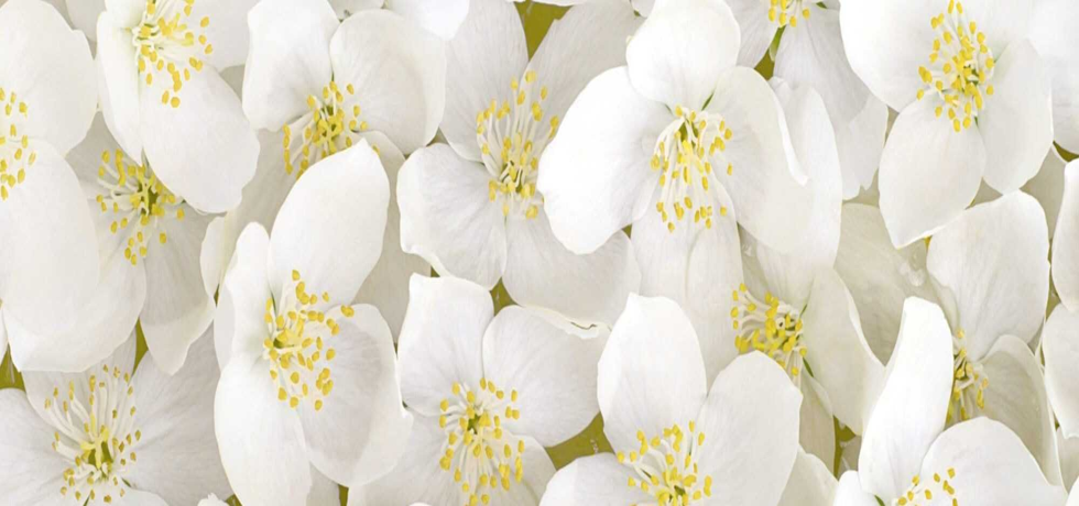 Unlock the Radiance: Orange Blossom Skincare Secrets