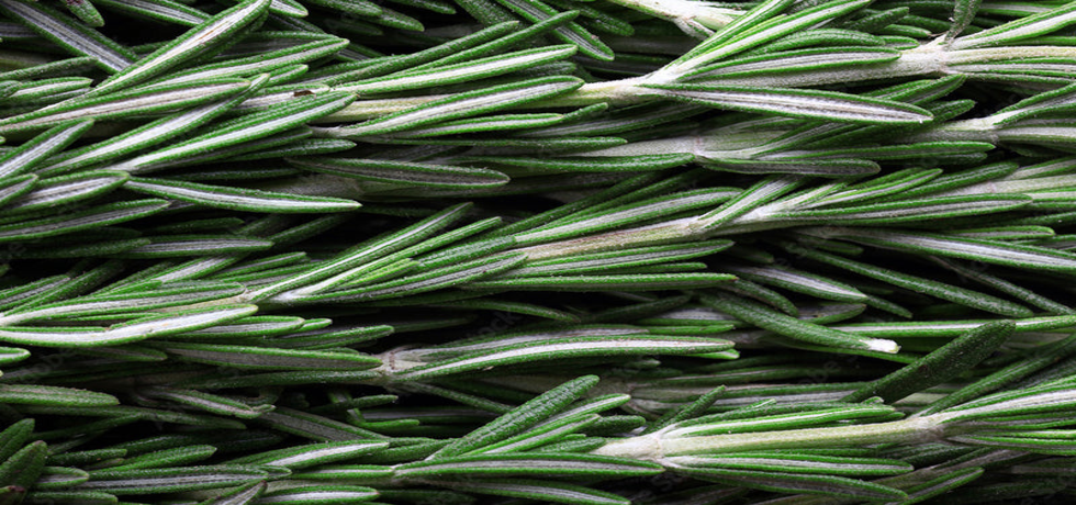 Unlock the Secrets of Rosemary Oil for Gorgeous Hair