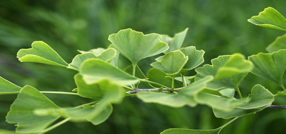 Unlocking the Secrets of Ginkgo Biloba for Hair Growth