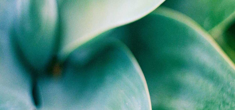 Unveiling the Power of Plant-Based Anti-Ageing Oils