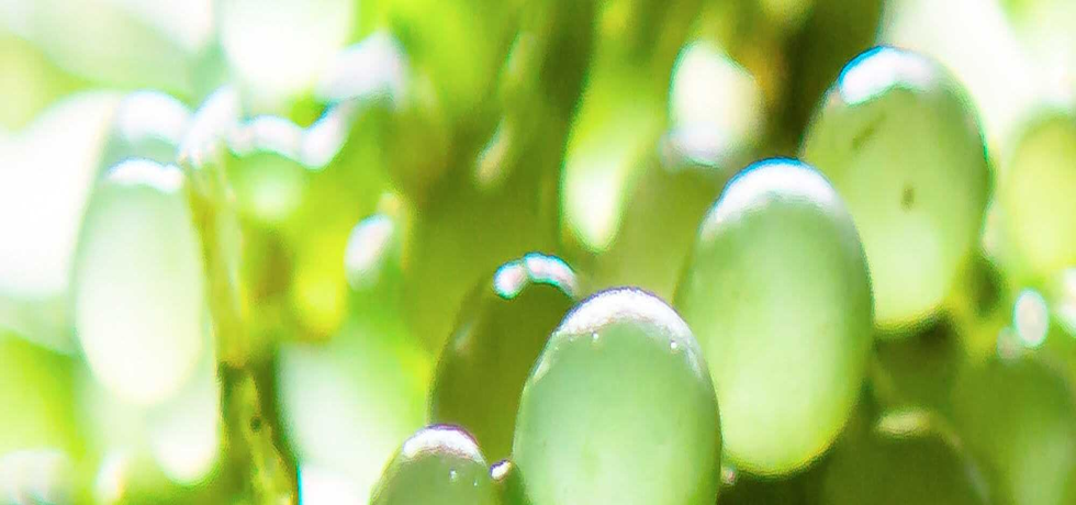 Vitamin-Rich Skin Care Secrets for a Radiant Summer Glow